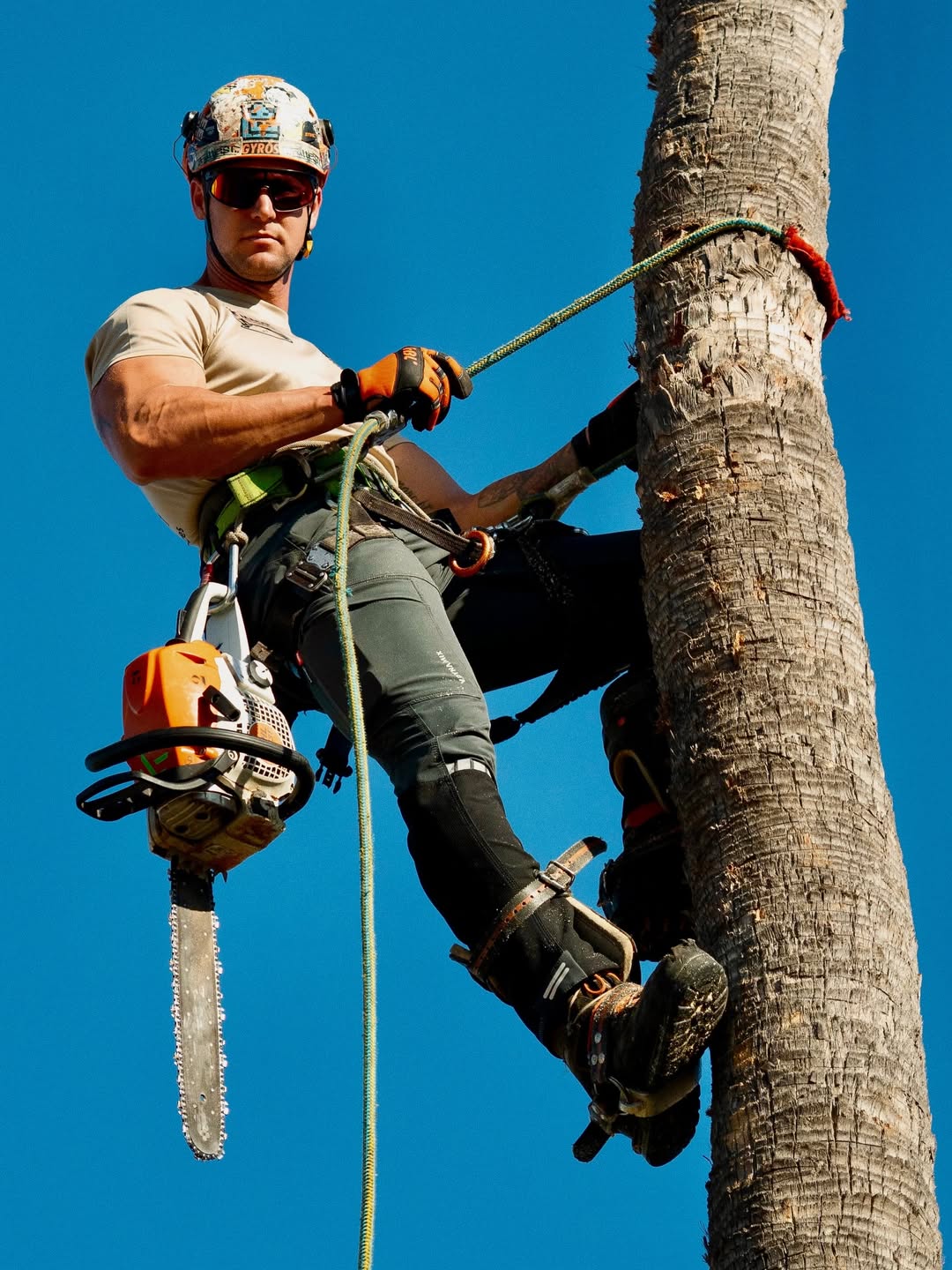 Especialista escalando palmera